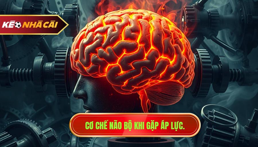 Cơ chế não bộ khi gặp áp lực.
